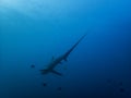 Pelagic Thresher Shark Alopias pelagicus