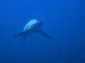 Pelagic Thresher Shark Alopias pelagicus