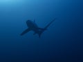 Pelagic Thresher Shark Alopias pelagicus