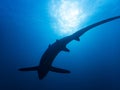 Pelagic Thresher Shark Alopias pelagicus Royalty Free Stock Photo