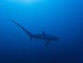 Pelagic Thresher Shark Alopias pelagicus