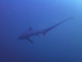 Pelagic Thresher Shark Alopias pelagicus