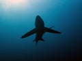 Pelagic Thresher Shark Alopias pelagicus Royalty Free Stock Photo