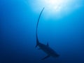 Pelagic Thresher Shark Alopias pelagicus Royalty Free Stock Photo