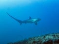 Pelagic Thresher Shark Alopias pelagicus Royalty Free Stock Photo