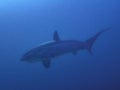 Pelagic Thresher Shark Alopias pelagicus Royalty Free Stock Photo