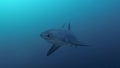 Pelagic Thresher Shark Underwater Closeup Video At Monad Shoal Philippines