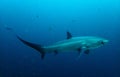 Pelagic Thresher shark & x28;Alopias Pelagicus& x29;