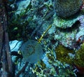 Pelagic tunicate Bonaire Royalty Free Stock Photo