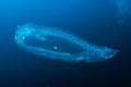 Pelagic Tunicate II Royalty Free Stock Photo