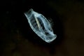 Pelagic Tunicate