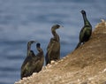 Pelagische Aalscholver, Pelagic Cormorant, Phalacrocorax pelagic Royalty Free Stock Photo