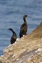 Pelagische Aalscholver, Pelagic Cormorant, Phalacrocorax pelagic Royalty Free Stock Photo