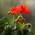 Pelargonium Royalty Free Stock Photo