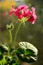 Pelargonium