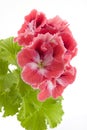 Pelargonium