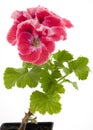 Pelargonium