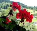 Pelargonium