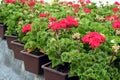 Pelargonium Royalty Free Stock Photo