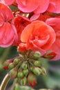 Pelargonium