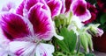 Pelargonium Angel eyes bicolour Royalty Free Stock Photo