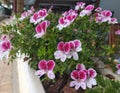 Pelargonium Angel Eyes, white-pink geranium in the garden, close-up.