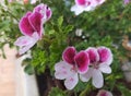 Pelargonium Angel Eyes, white-pink geranium in the garden, close-up.