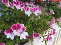 Pelargonium Angel Eyes, white-pink geranium in the garden, close-up.