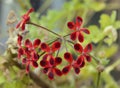 Pelargonium Ardens Royalty Free Stock Photo