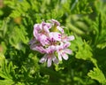 Pelargonium Attar of Roses Scented Geranium beautiful flowers and green shallow three-lobed leaves close up. Also known as Rose ge Royalty Free Stock Photo
