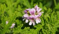 Pelargonium Attar of Roses Scented Geranium beautiful flowers and green shallow three-lobed leaves close up. Also known as Rose ge Royalty Free Stock Photo