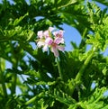 Pelargonium Attar of Roses Scented Geranium beautiful flowers and green shallow three-lobed leaves close up. Also known as Rose ge Royalty Free Stock Photo