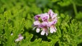 Pelargonium Attar of Roses Scented Geranium beautiful flowers and green shallow three-lobed leaves close up. Also known as Rose ge Royalty Free Stock Photo