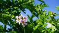 Pelargonium Attar of Roses Scented Geranium beautiful flowers and green shallow three-lobed leaves close up. Also known as Rose ge Royalty Free Stock Photo