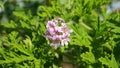 Pelargonium Attar of Roses Scented Geranium beautiful flowers and green shallow three-lobed leaves close up. Also known as Rose ge Royalty Free Stock Photo