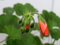 Red pelargonium buds on a green background Royalty Free Stock Photo