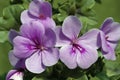 Lavender-blue Ivy Geranium Royalty Free Stock Photo