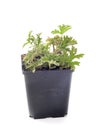 Pelargonium capitatum  in studio Royalty Free Stock Photo