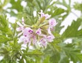 Pelargonium citronnellum in studio Royalty Free Stock Photo