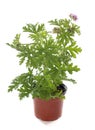 Pelargonium citronnellum Royalty Free Stock Photo