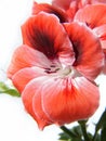 Red geranium flower closeup