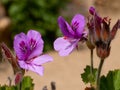 Pelargonium crispum, the crisped-leaf pelargonium Royalty Free Stock Photo