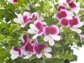 Pelargonium crispum in studio Royalty Free Stock Photo