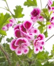 Pelargonium crispum in studio Royalty Free Stock Photo