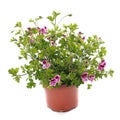 Pelargonium crispum