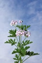 lemon-scented geranium Pelargonium crispum pink flowers Royalty Free Stock Photo