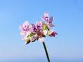 Lemon-scented geranium pink flowers and blue sky