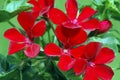 Dark-Red Ivy Leaf Geranium