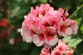 Pelargonium Divas Star. Closeup of a blooming pink geranium