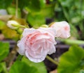 Pink Geranium , geranium flowers, Pelargonium Dronning Ingrid Royalty Free Stock Photo